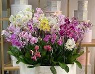 Mega-caja con 40 macetas de orquídea palenosis